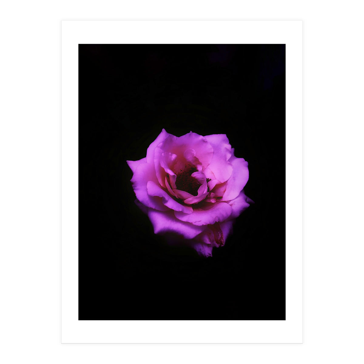 PINK ROSE IN DARK SPACE (Print Only)