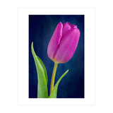Tulip (Print Only) thumbnail