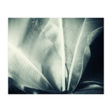botanical 1 (Print Only) thumbnail