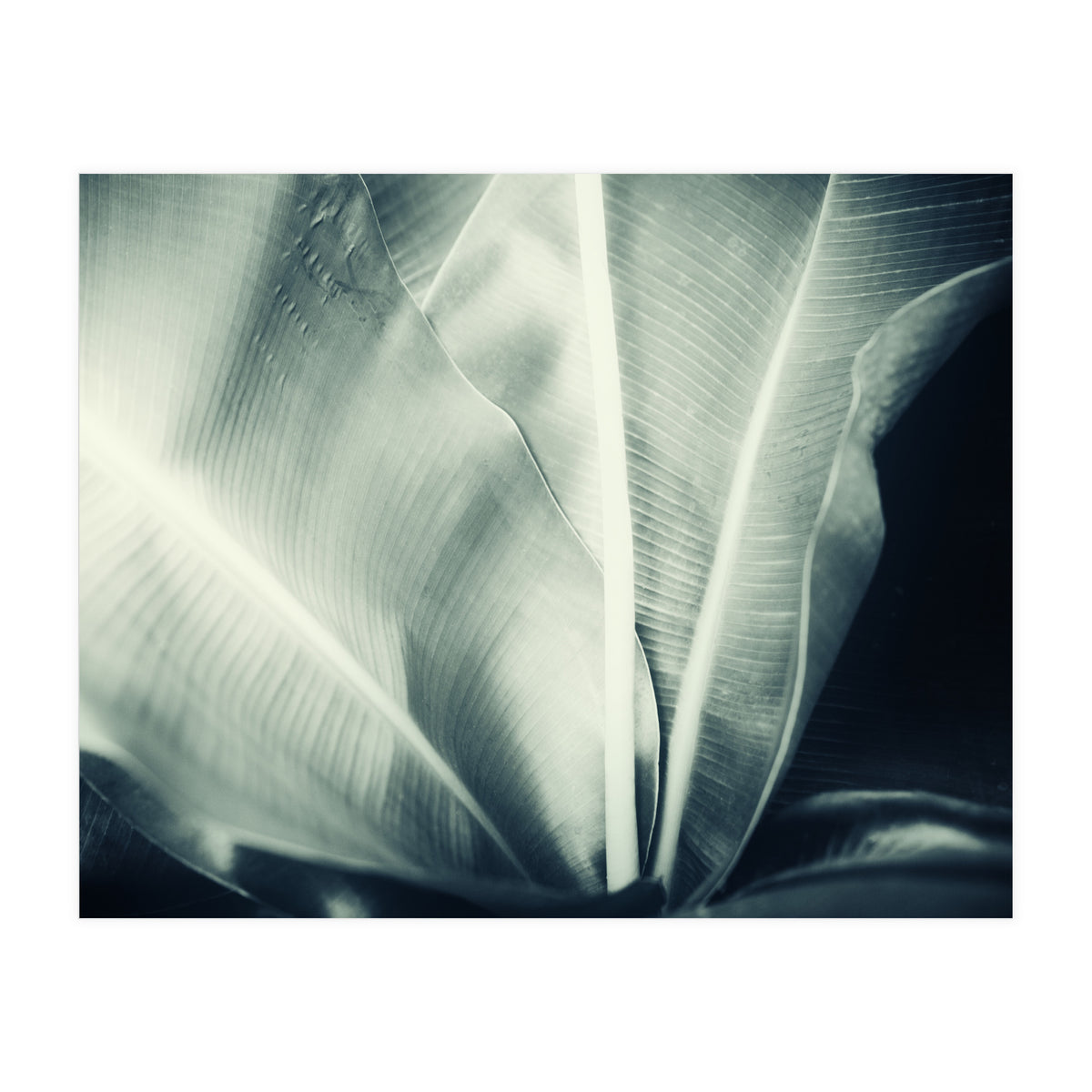 botanical 1 (Print Only)