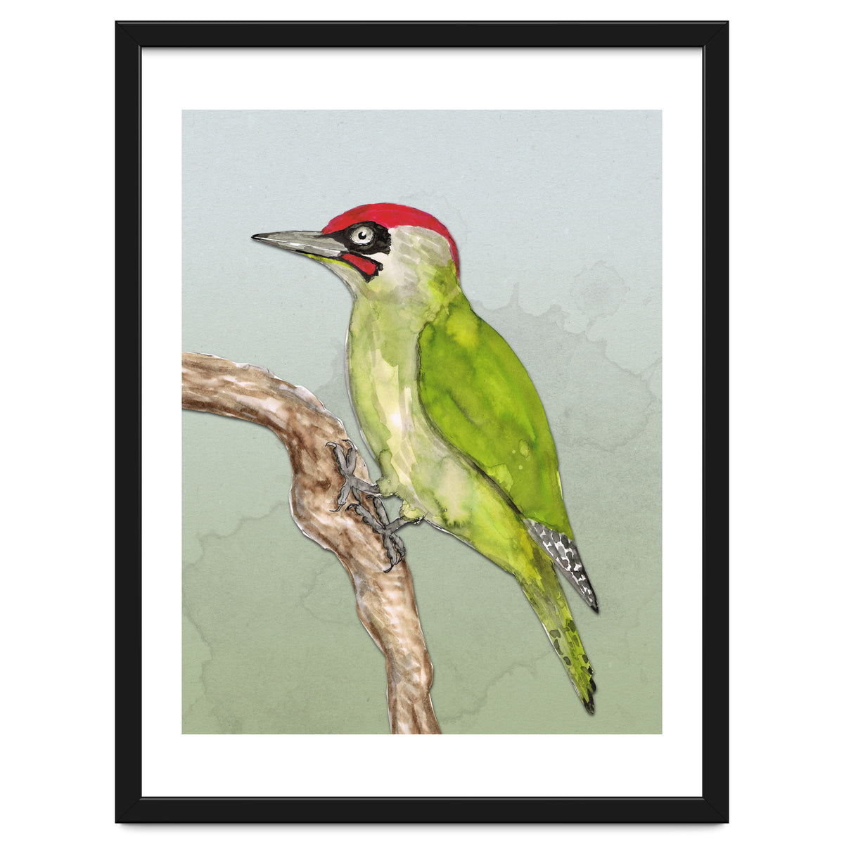Green woodpecker