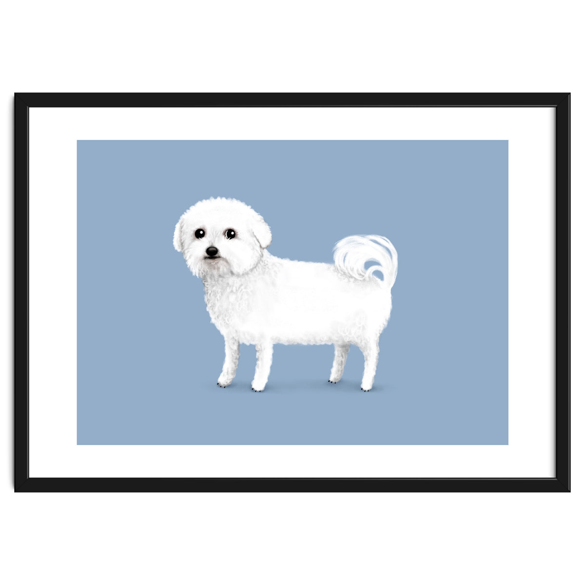 Bichon Frise