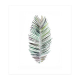 Botanical Illustration Cocos Palm (Print Only) thumbnail