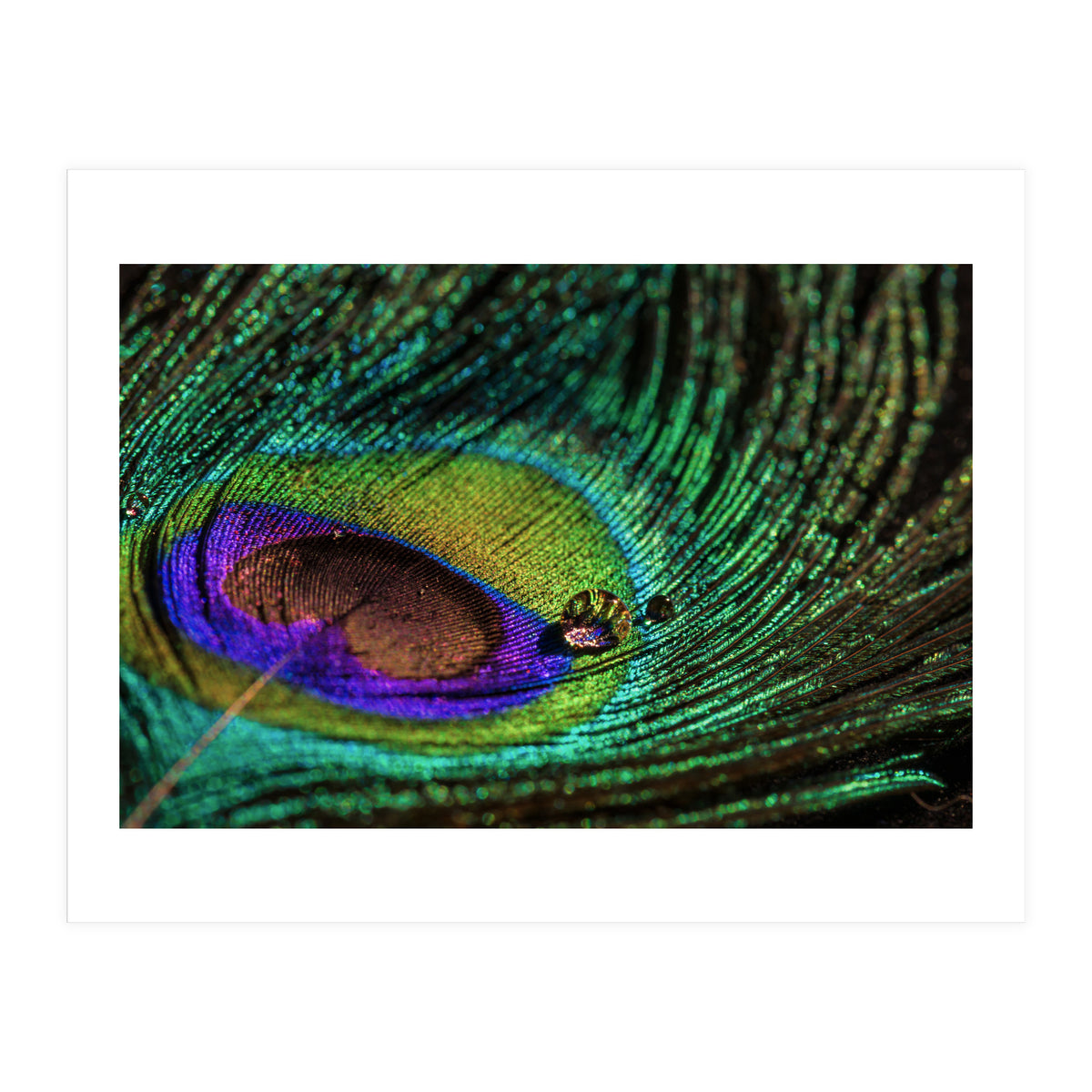 Peacock feather (Print Only)