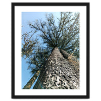 Ataraxia - Tree Series 1