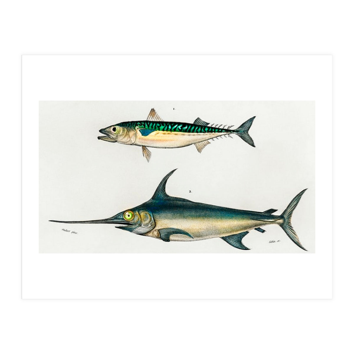 Different types of fishes illustrated  (Print Only)