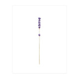 Lavender twig (Print Only) thumbnail