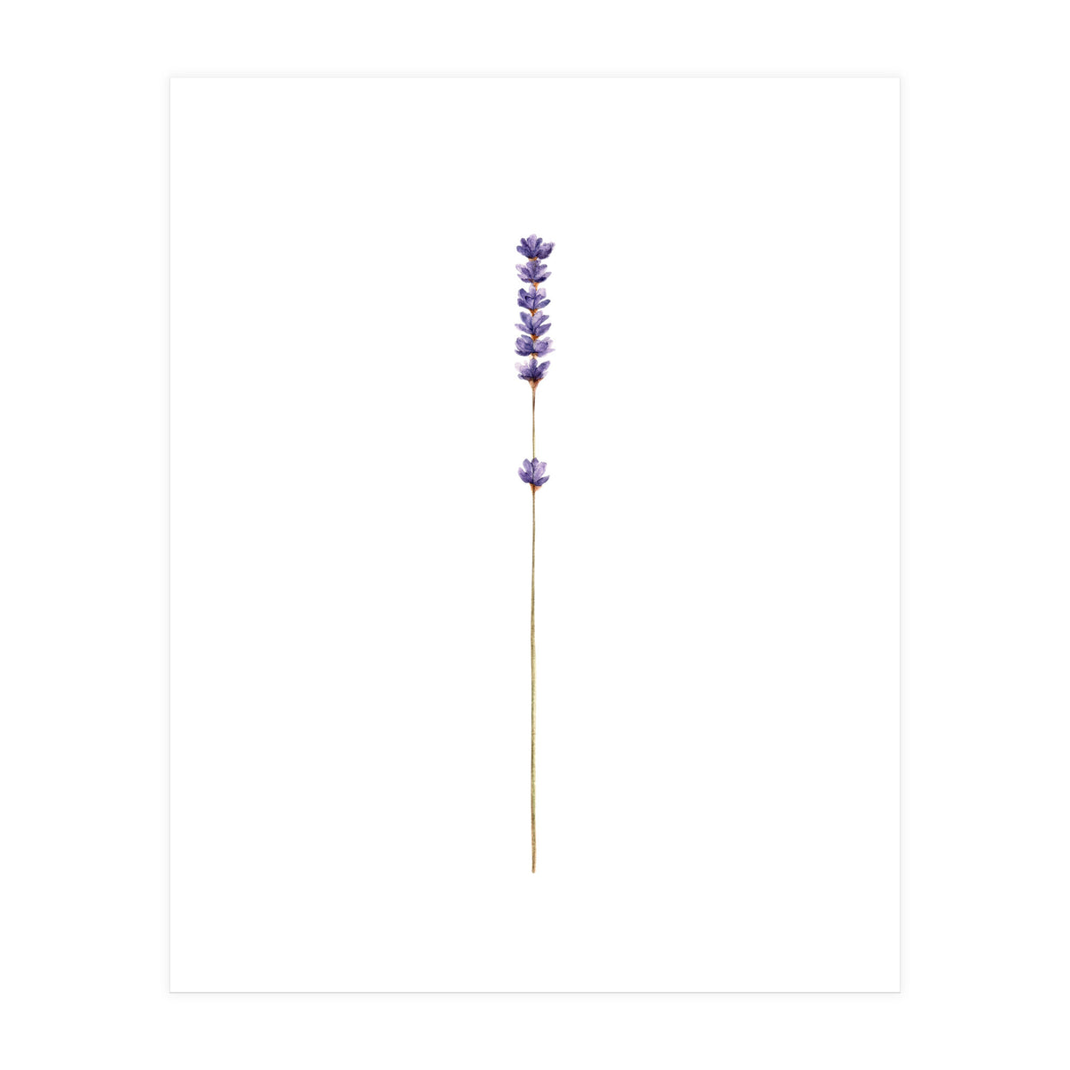Lavender twig (Print Only)