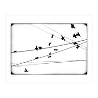 An Abstraction Of Birds (Print Only)