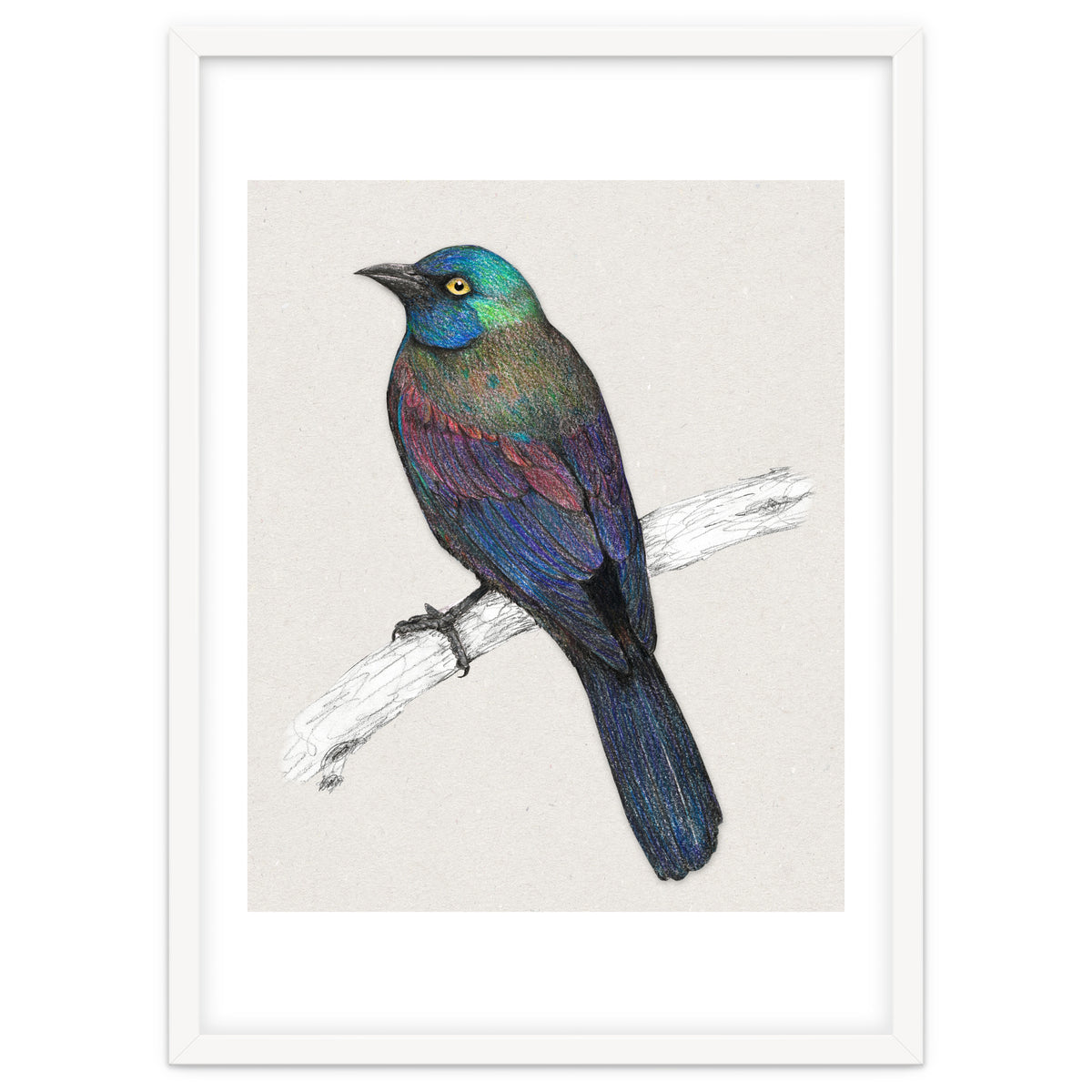 Common Grackle