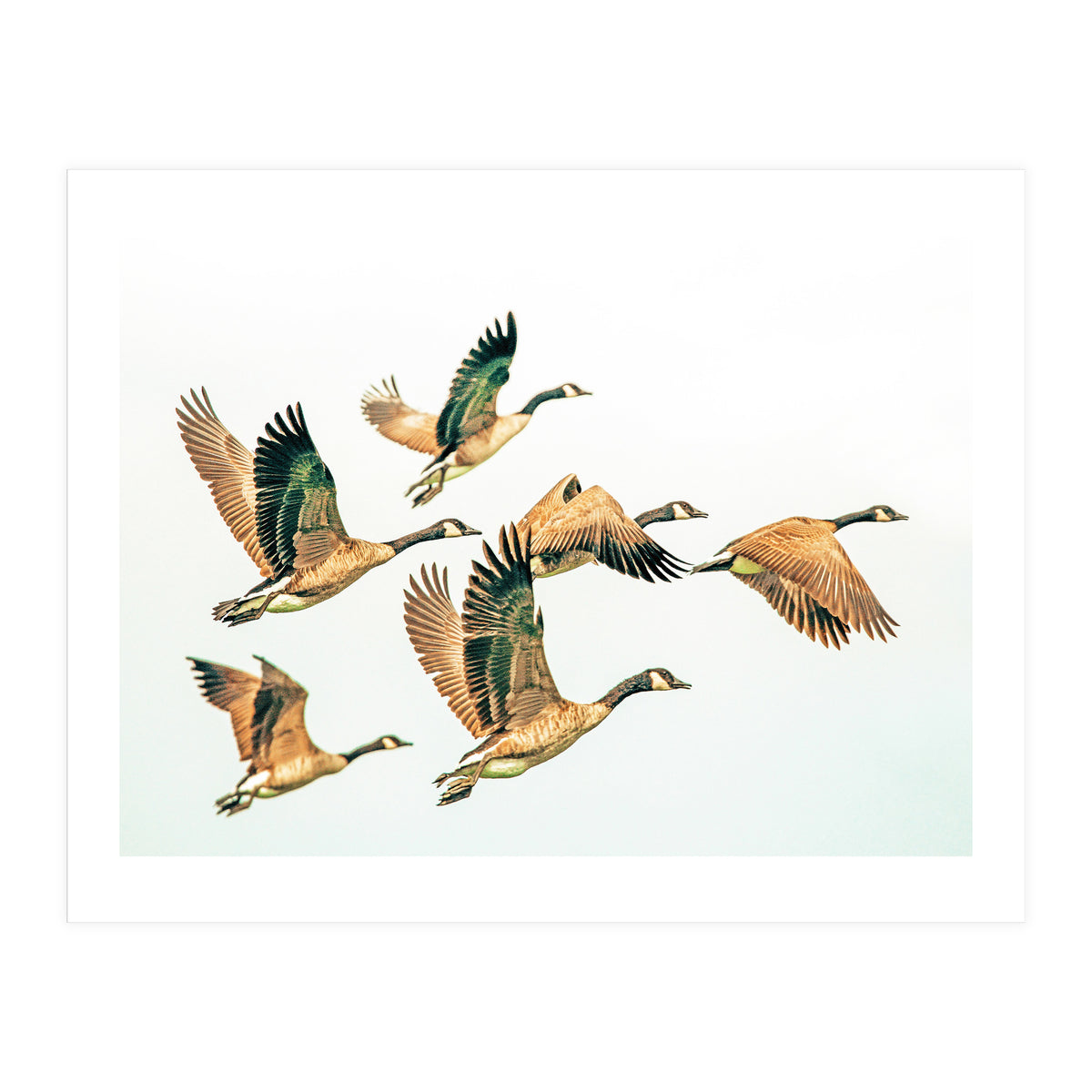 Fly Away Ii (Print Only)