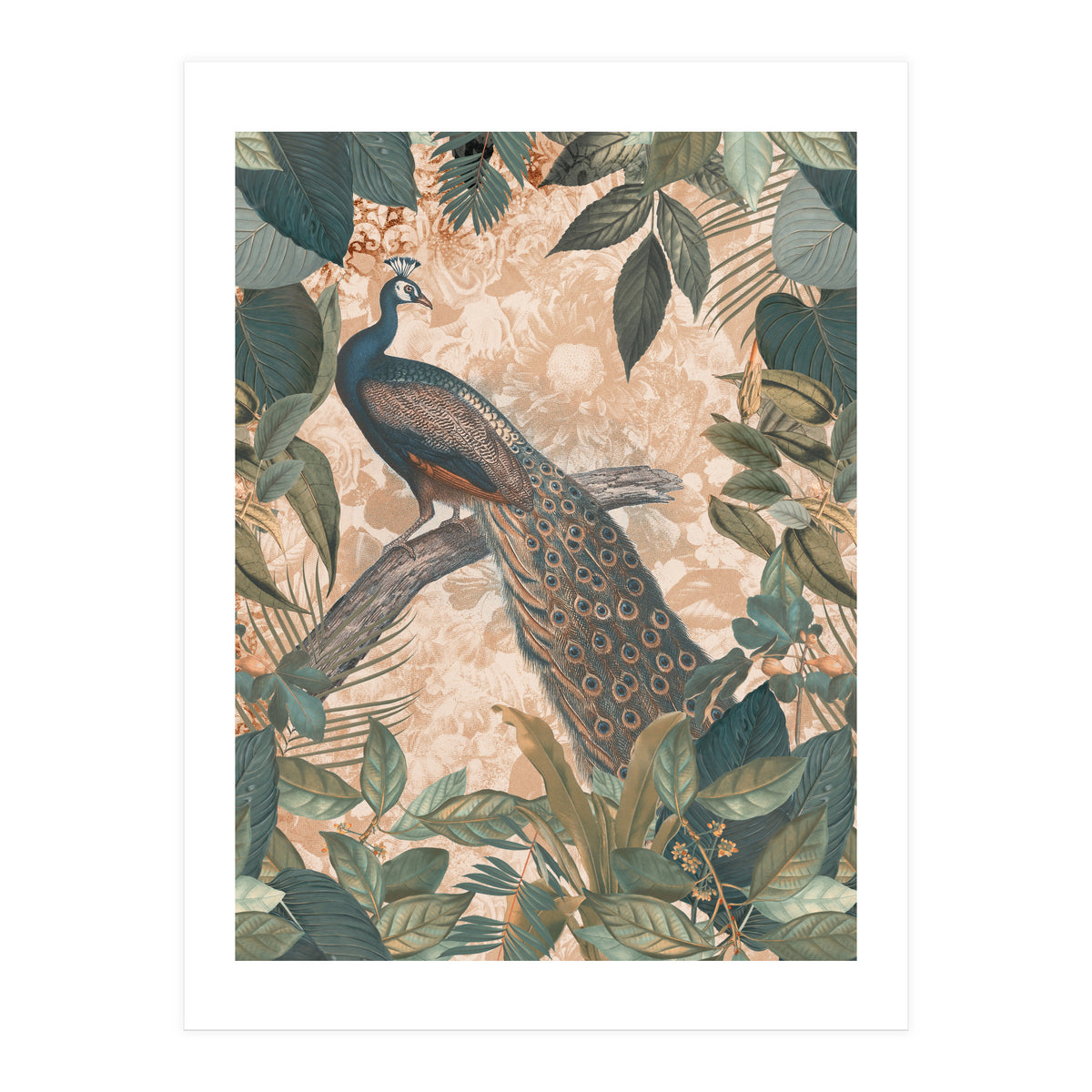 Vintage Peacock (Print Only)