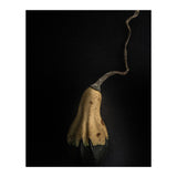 Gourds No 12 Color Version (Print Only) thumbnail
