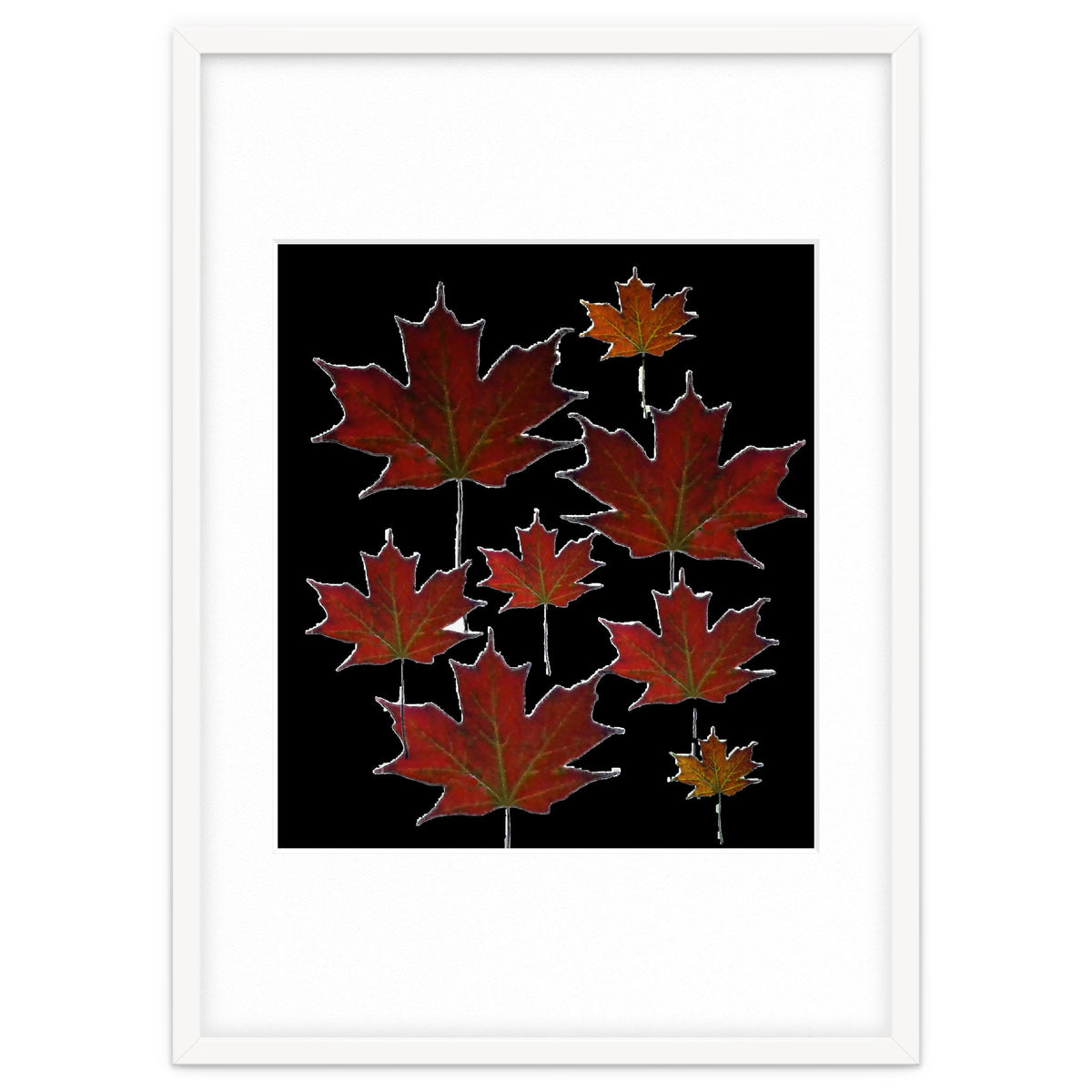 Red Autumn Leaves on Black Ground.