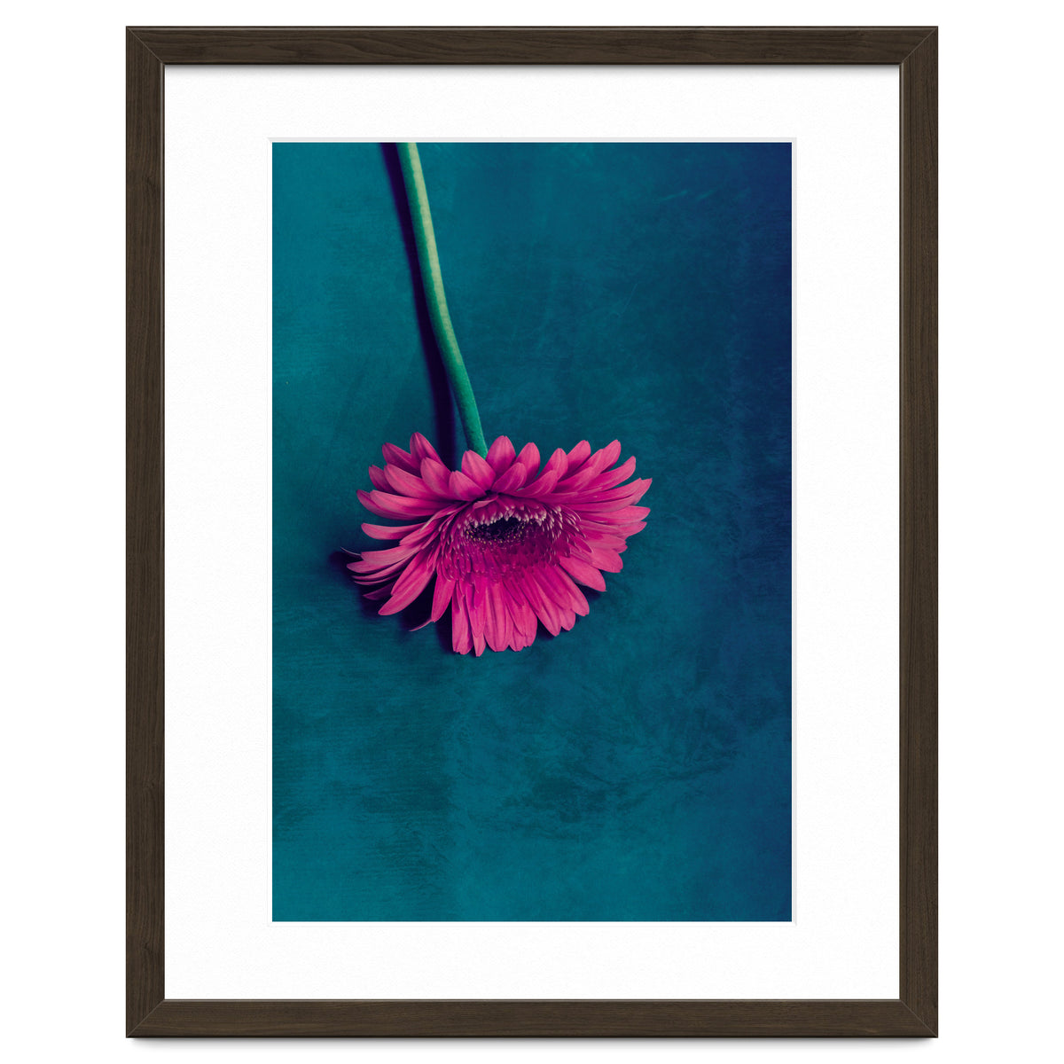 Gerbera for love
