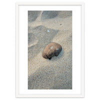 Coastal Shell