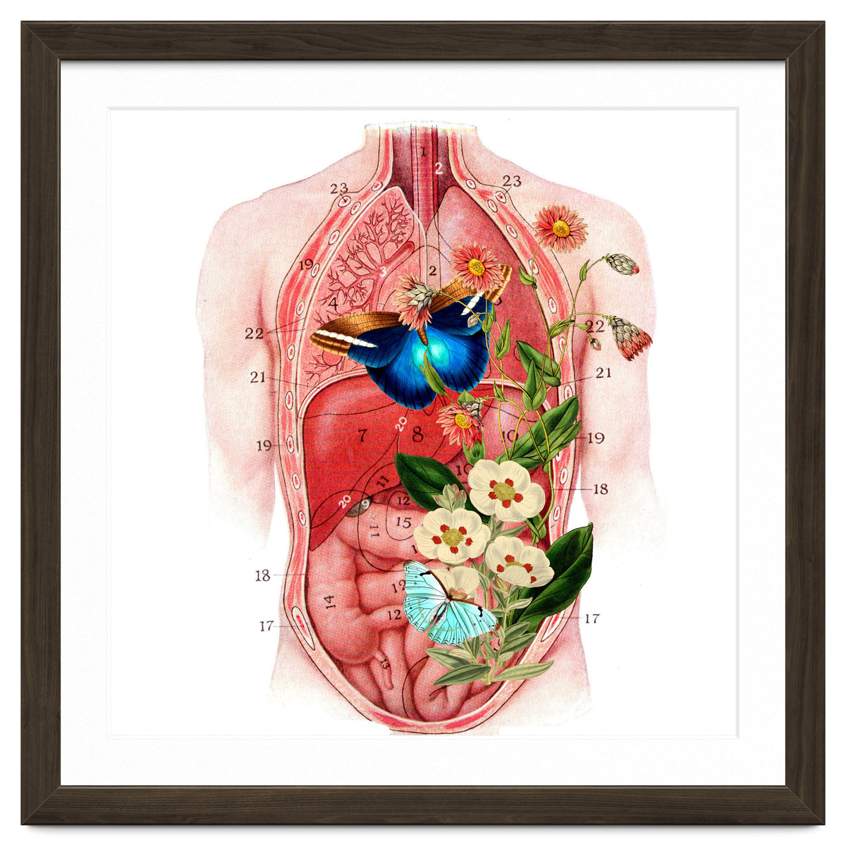 Butterflys In The Belly Makes Flower Grows