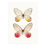 Cc Butterflies 04 (Print Only) thumbnail