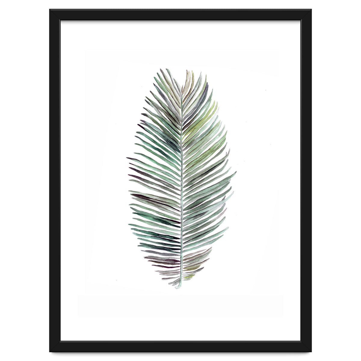 Botanical Illustration Cocos Palm
