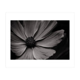 Black And White Flower (Print Only) thumbnail