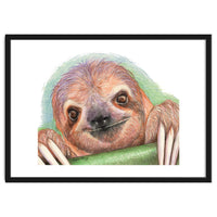 Smiling Sloth