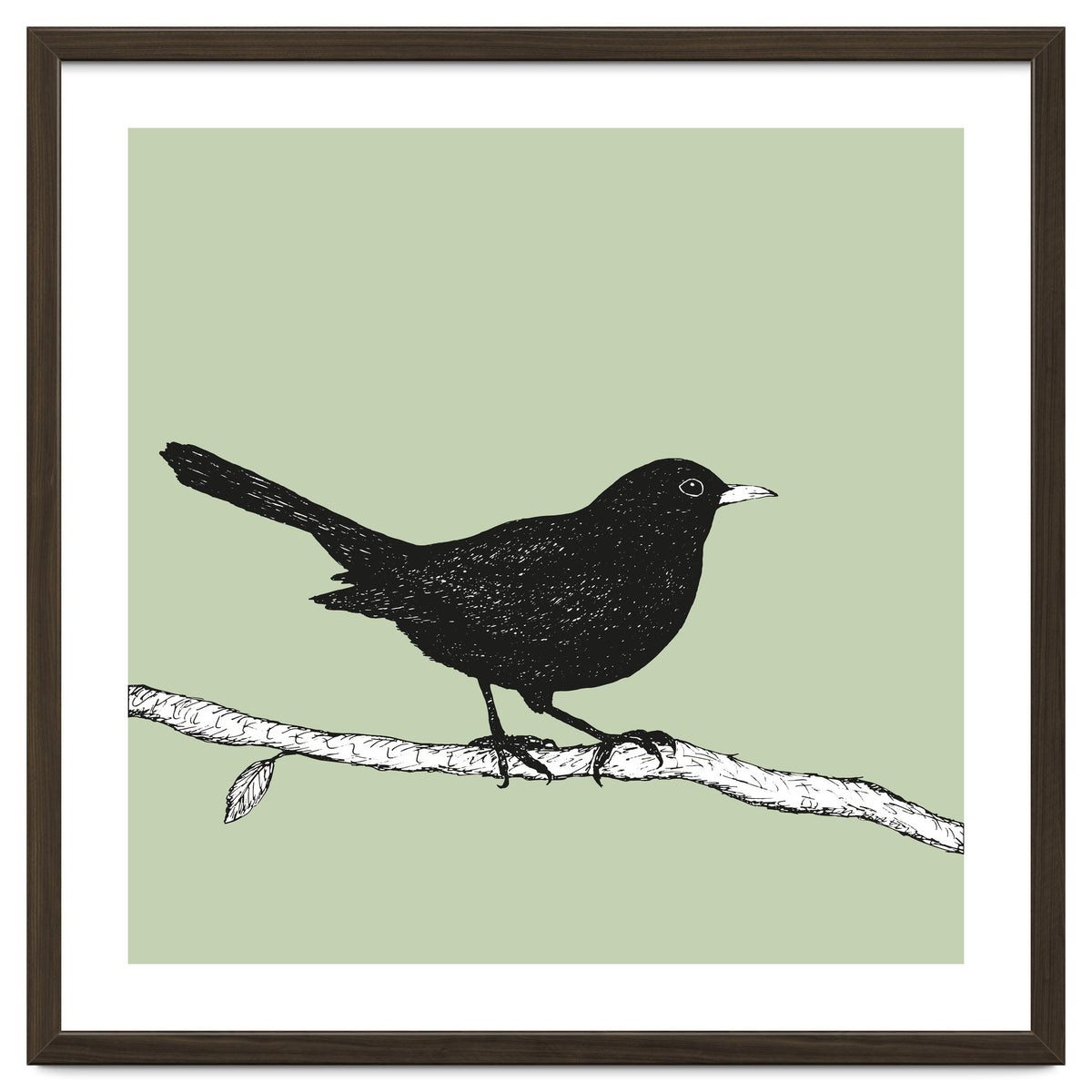 Blackbird pen drawing