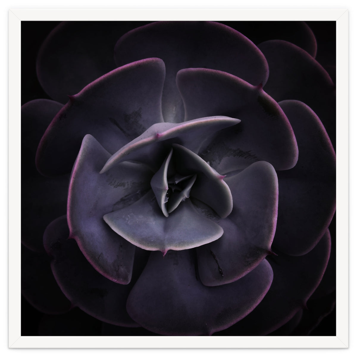 DARKSIDE OF SUCCULENTS VIII