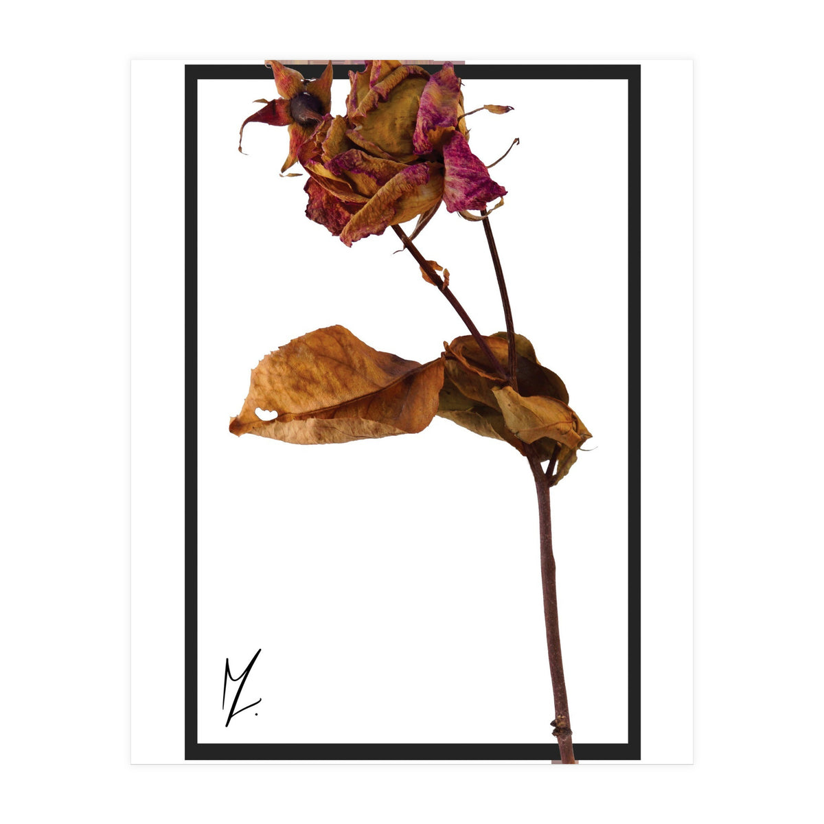 Flower 1 (Print Only)