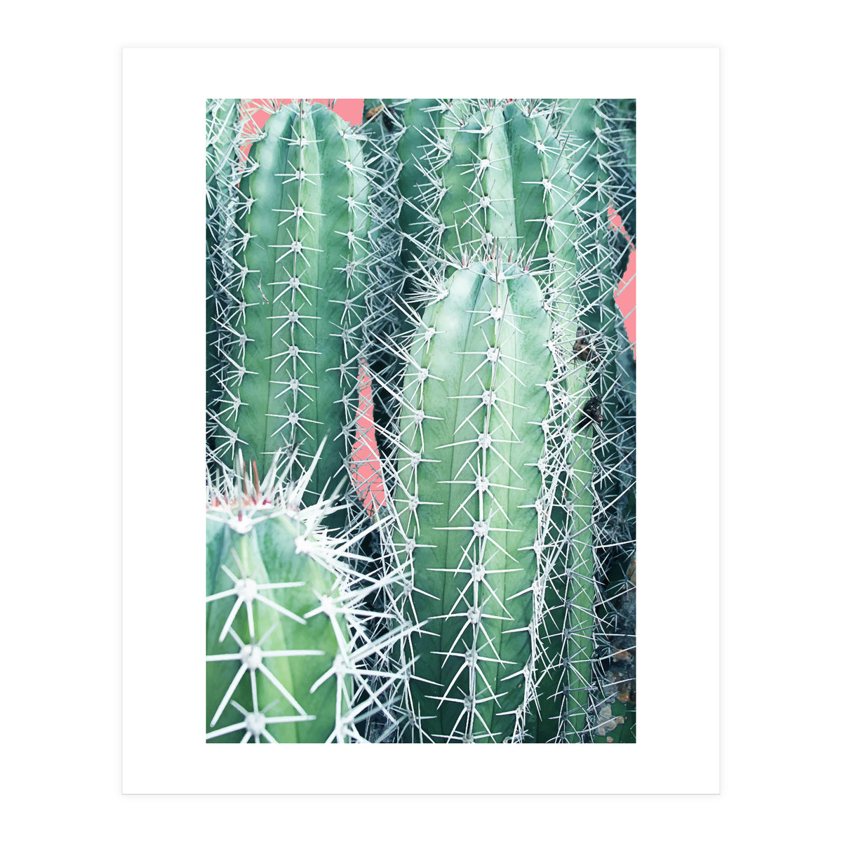 Cactus Up Close (Print Only)