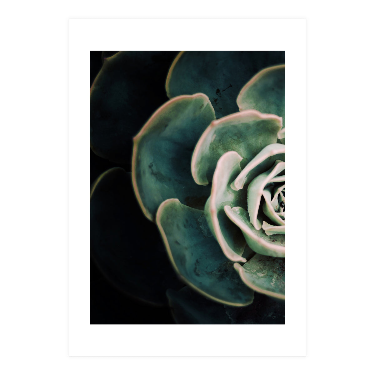 Darkside Of Succulents 4-E (Print Only)