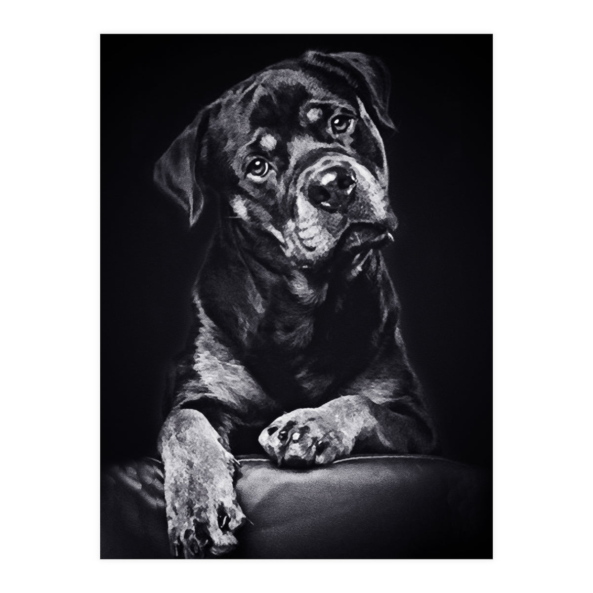 Black Dog (Print Only)