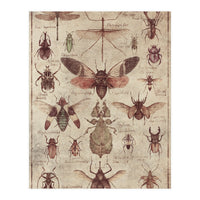 Insects  (Print Only)