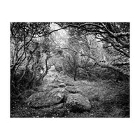 Undergrowth in black and white (Print Only)
