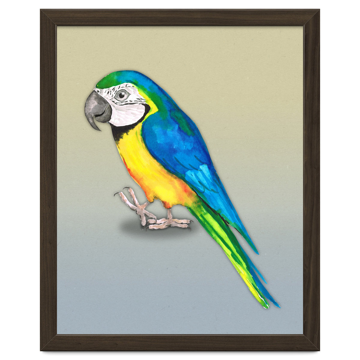 Blue and yellow macaw