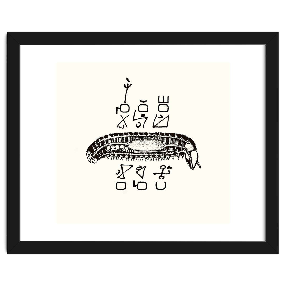 Diplopod David Felix