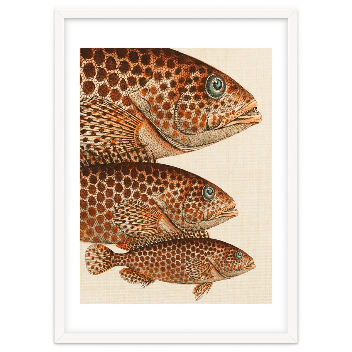 Fish Classic Designs 6