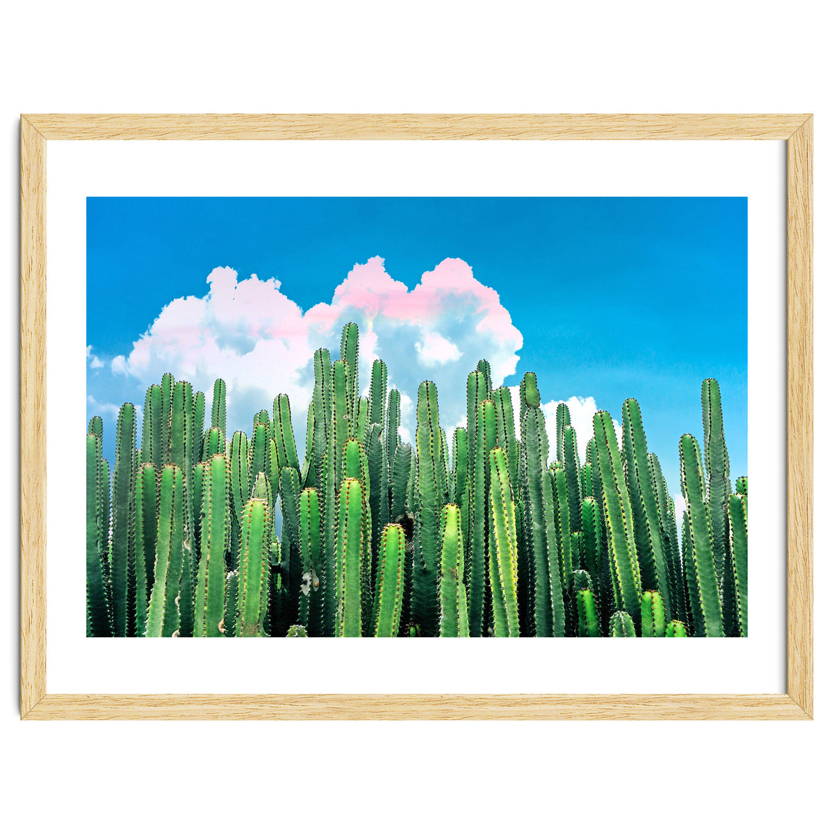 Cactus Summer