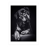 Black Dog (Print Only) thumbnail