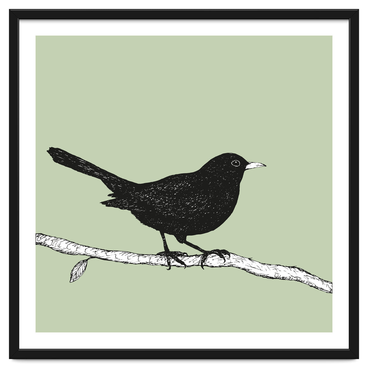 Blackbird pen drawing