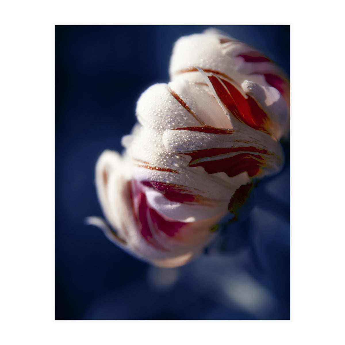 Drops White Flower (Print Only)