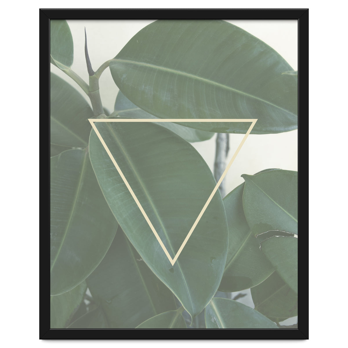 ficus triangle