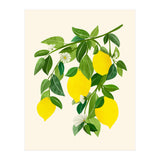 Sunny Lemons (Print Only) thumbnail
