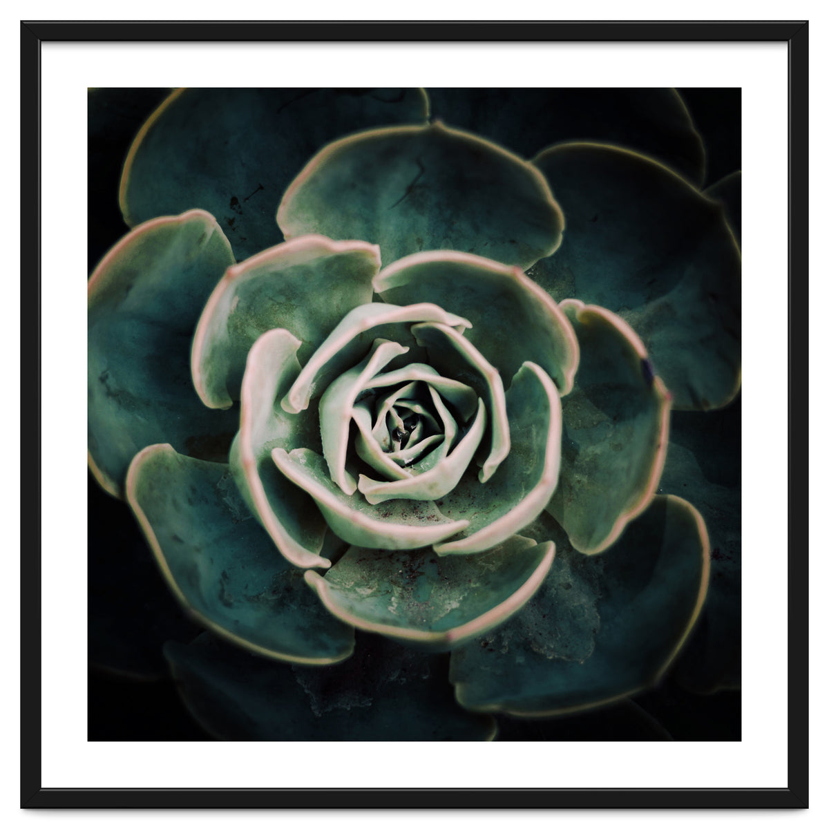 DARKSIDE OF SUCCULENTS IV-A