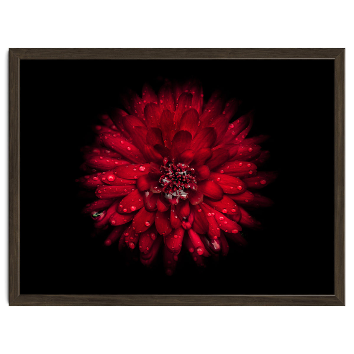 Backyard Flowers 45 Color Version