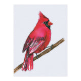 A Northern cardinal watercolor (Print Only) thumbnail