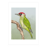 Green woodpecker (Print Only) thumbnail