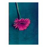 Gerbera for love (Print Only) thumbnail