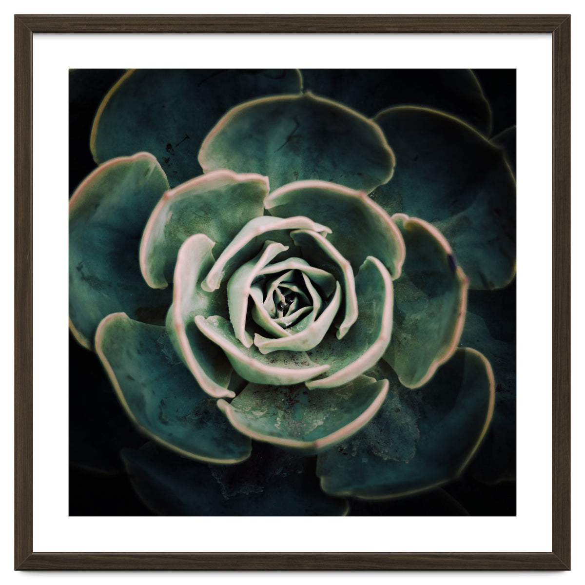 DARKSIDE OF SUCCULENTS IV-A