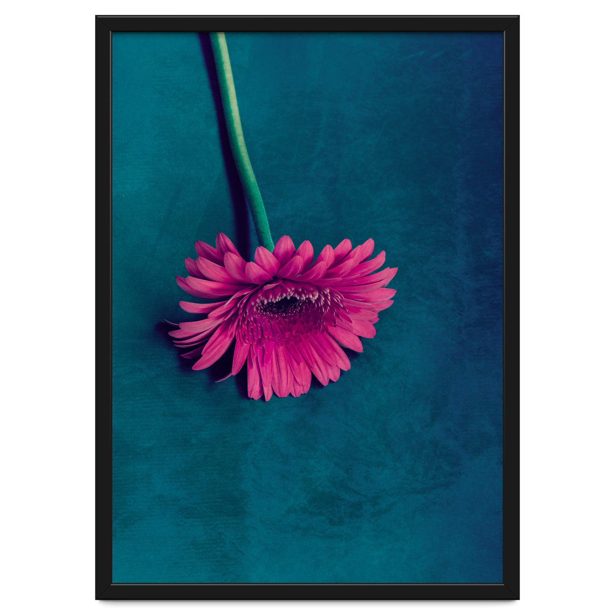 Gerbera for love
