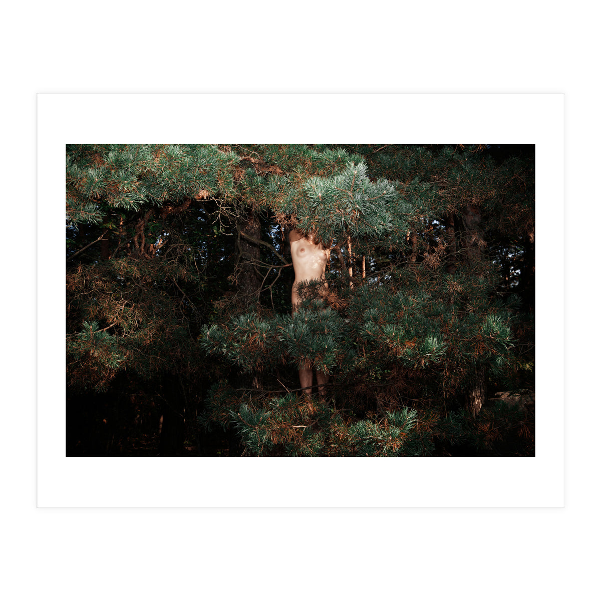 Eyes of the Forest (Print Only)